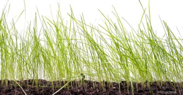 How to Get Rid of Weeds in Grass? – The Housing Forum