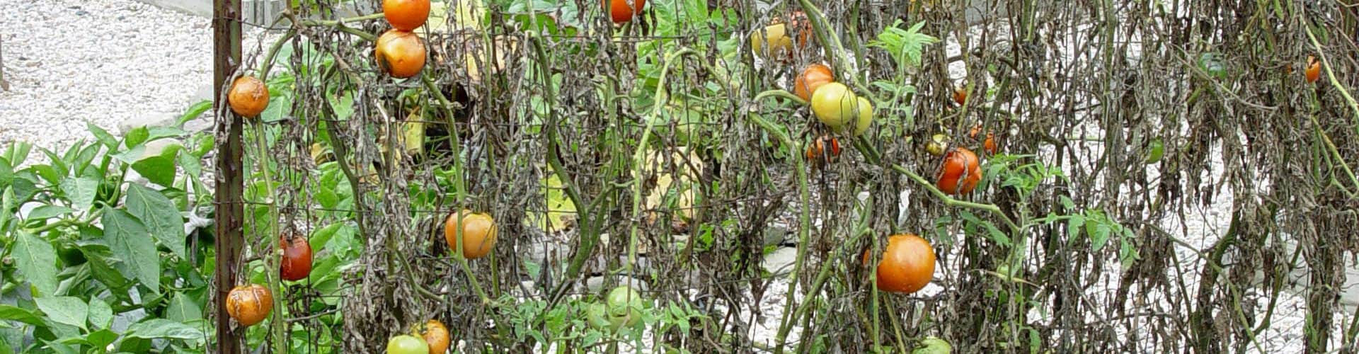 How often should you water your tomato plants Idea