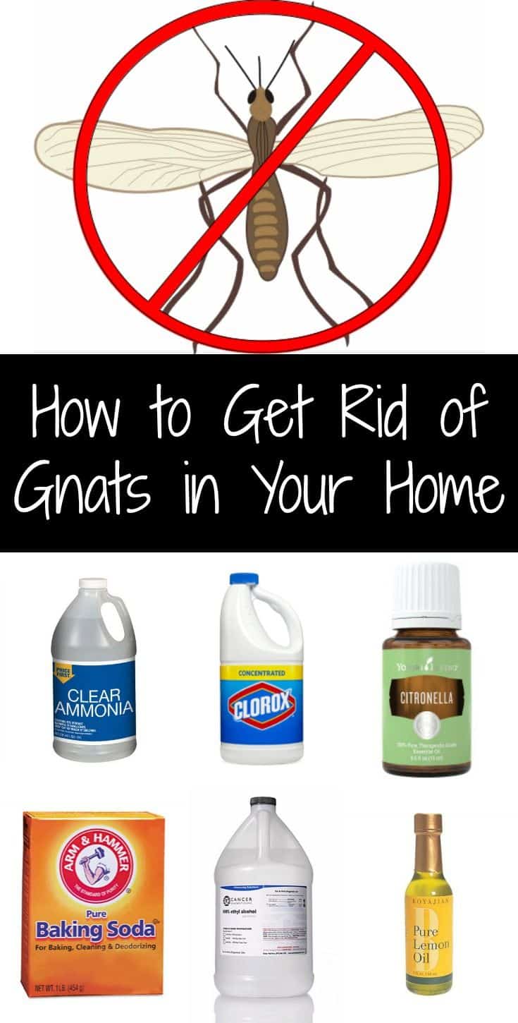 How To Get Rid Of Gnats In Your Plants