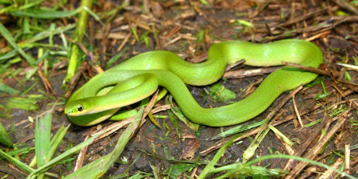 Beautiful Smooth Green Snake (Opheodrys vernalis) in a prairie of Illinois