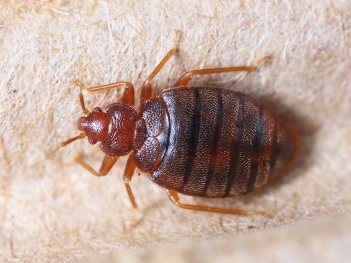 Cimex Hemipterus (bedbug) on corrugated recycle paper