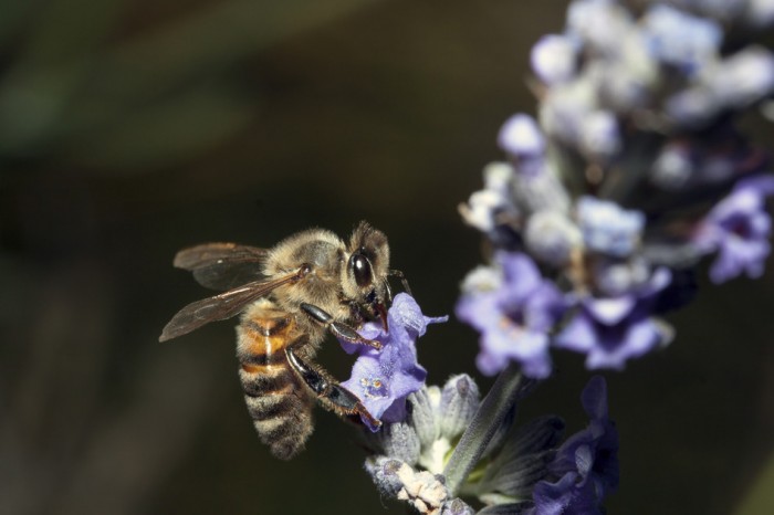 Common bee collects pollen from flowers in a meadow