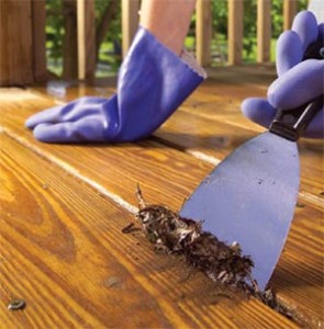 Deck Painting Cleaning Deck Painting Cleaning