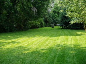 New Sold Lawn New Sold Lawn