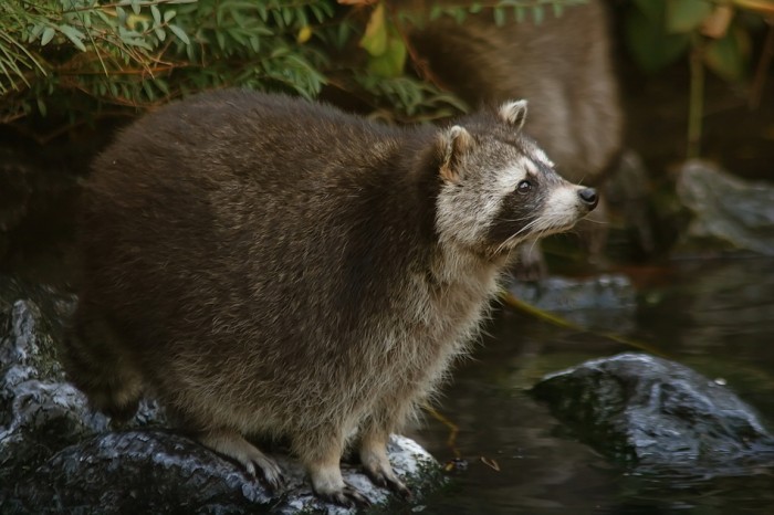 how to repel raccoons the housing forum how to repel raccoons the housing forum
