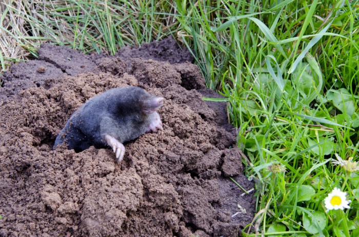 Get Rid Of Moles And Yards