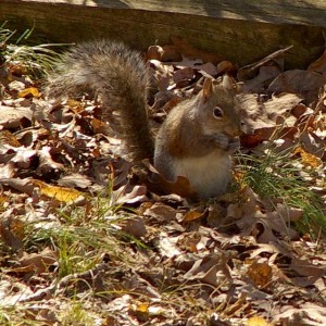 Squirrel Squirrel