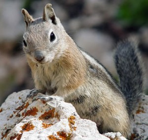 Squirrel Squirrel