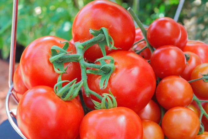 Tomatoes