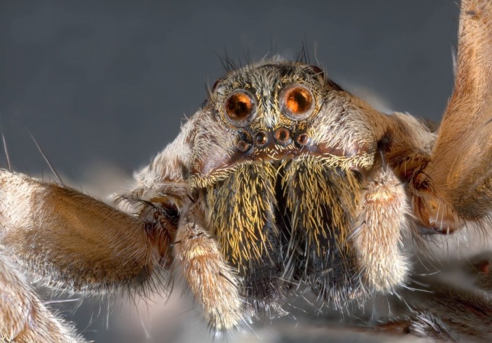 Ultra Macro Shoot of Wolf Jumping Spider