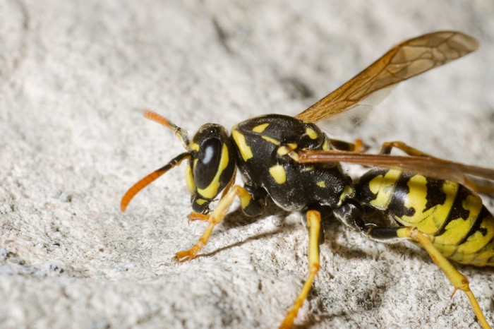 Wasp on Rock in Spain