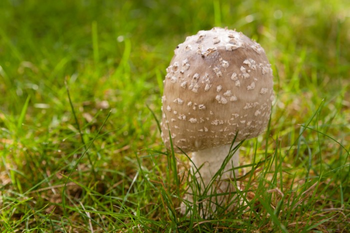 Young Wild Mushroom (Amanita Rubescens) Growing in a Grasss Lawn