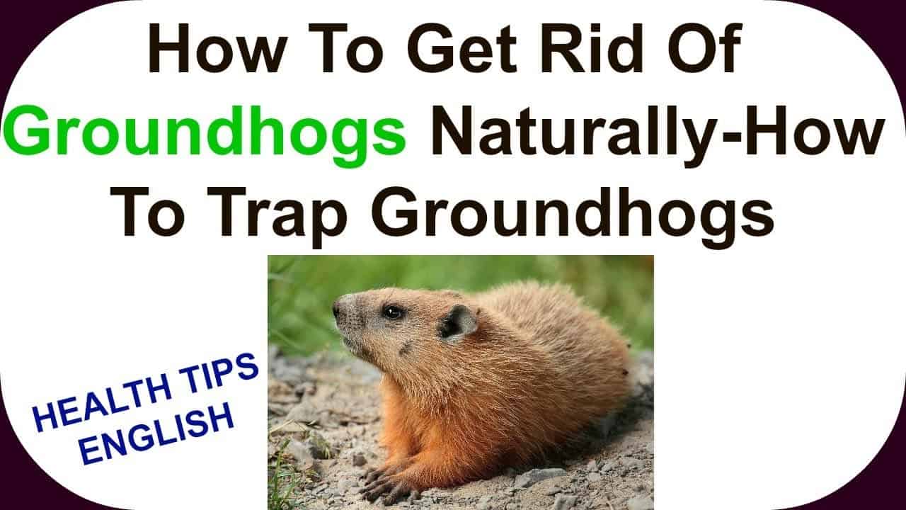 How Do You Get Rid of Groundhogs? – The Housing Forum