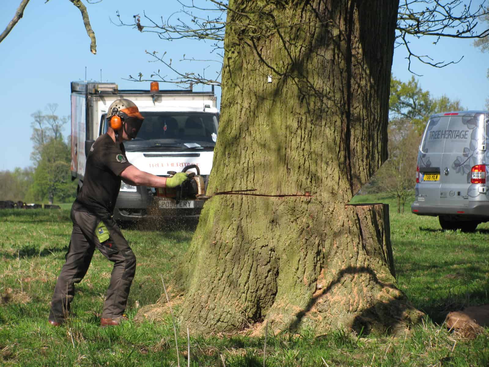 What Is The Average Cost Of Getting A Tree Cut Down