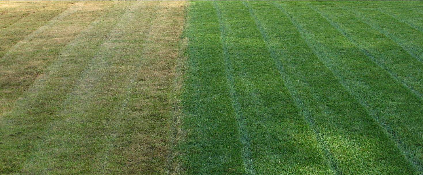 How Often to Water the Lawn? – The Housing Forum