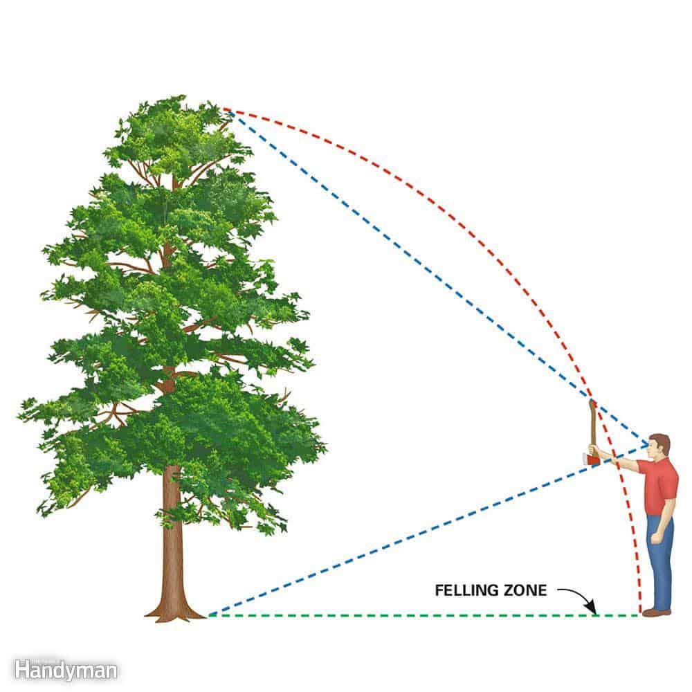How to cut down a tree safely the housing forum