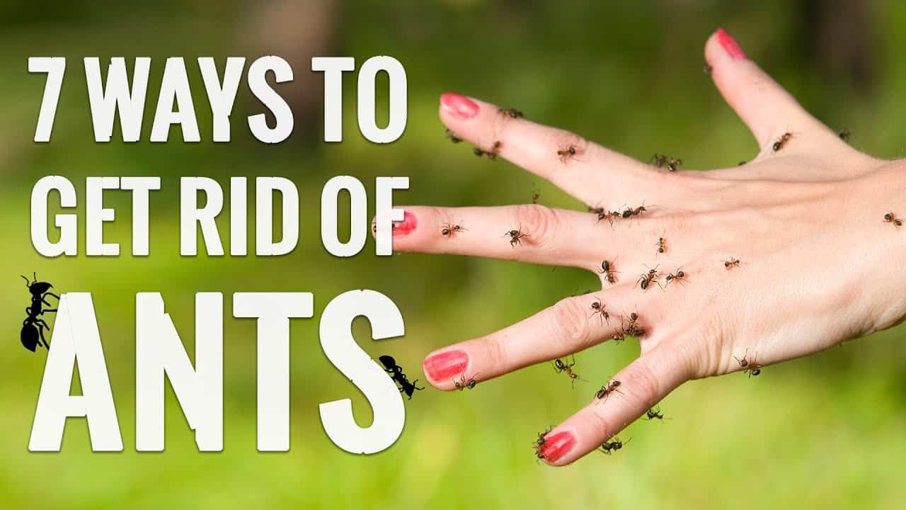 How To Get Rid Of Ants In The House? – The Housing Forum