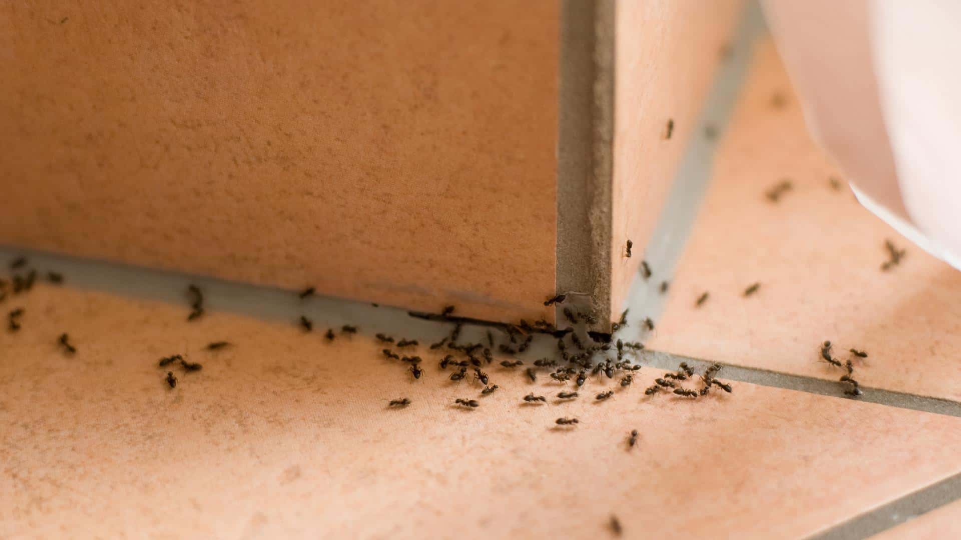 how to get rid of ants in your room reddit