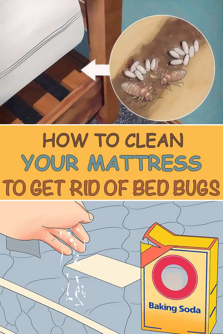 how to get rid of bedbugs