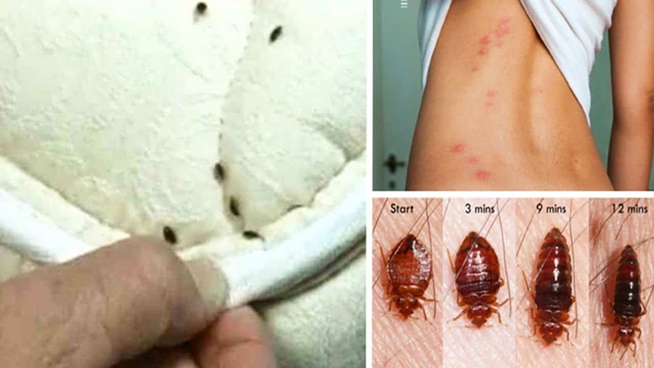 How to Get Rid of Bed Bugs Naturally? – The Housing Forum