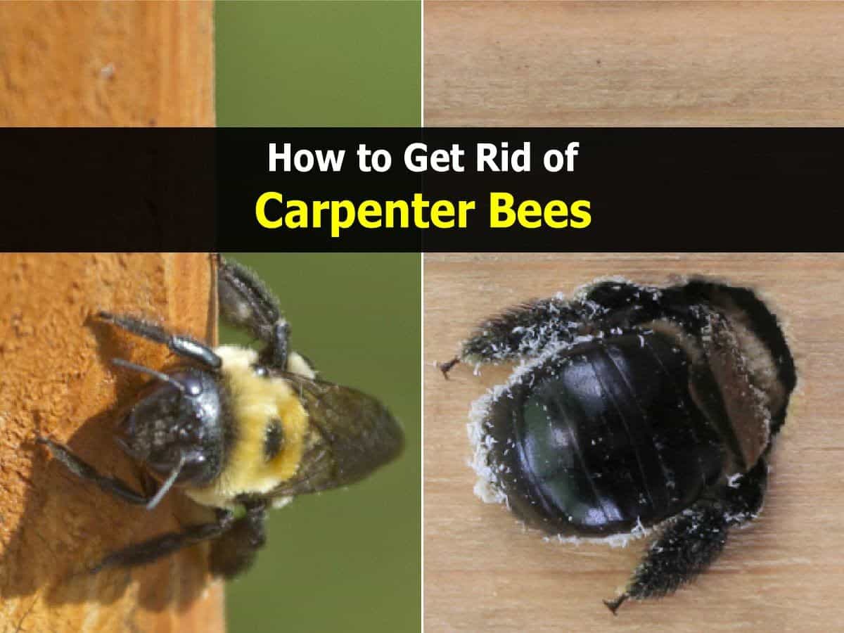 How To Get Rid Of Bees? – The Housing Forum