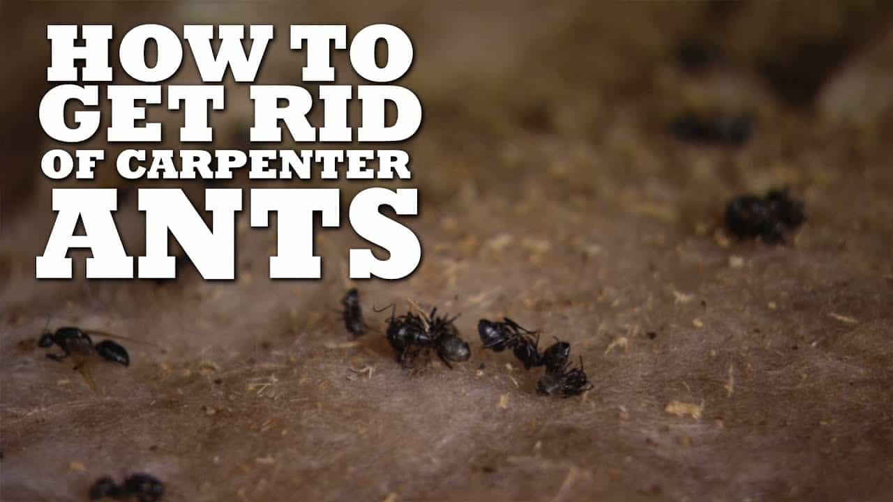 how-to-get-rid-of-carpenter-ants-the-housing-forum