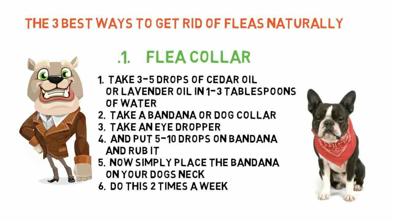 How To Get Rid Of Dog Fleas? The Housing Forum