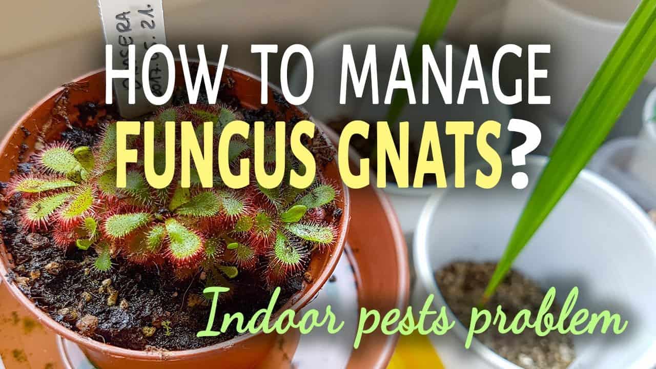 How to Get Rid of Fungus Gnats? – The Housing Forum