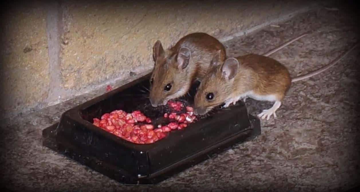 How To Get Rid Of Rats In the Attic? The Housing Forum