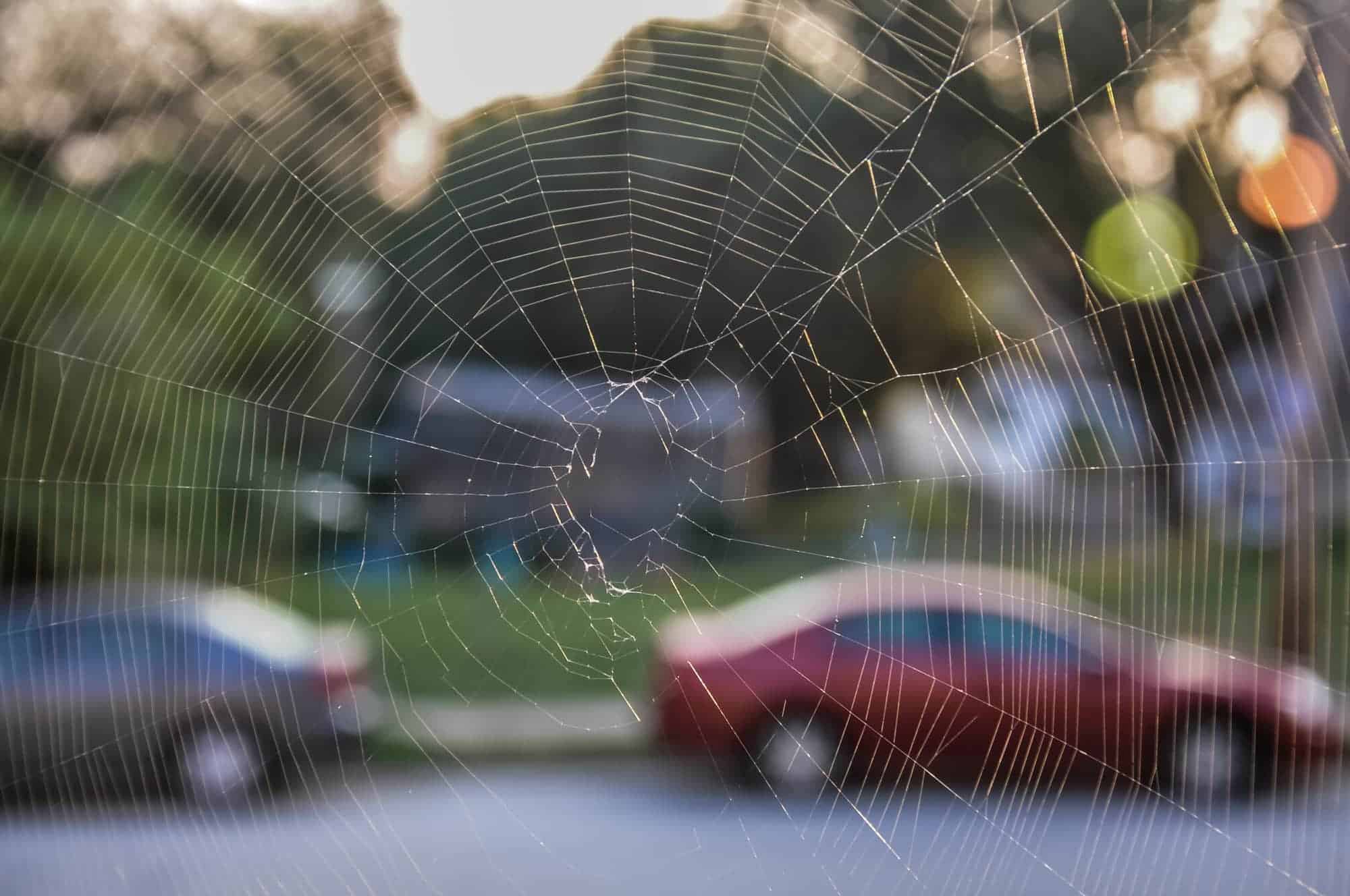How To Get Rid of Spider Webs? – The Housing Forum