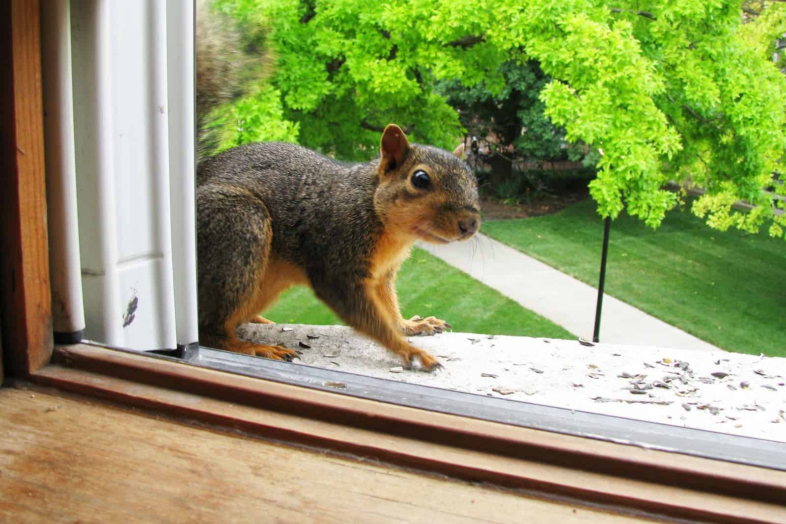 squirrel squirrels rid removal why wildlife attic window control pest pests remedies mary come tree services animals houselogic seal entry