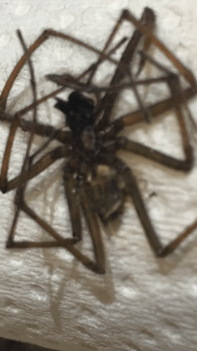 How To Get Rid Of Wolf Spiders Naturally