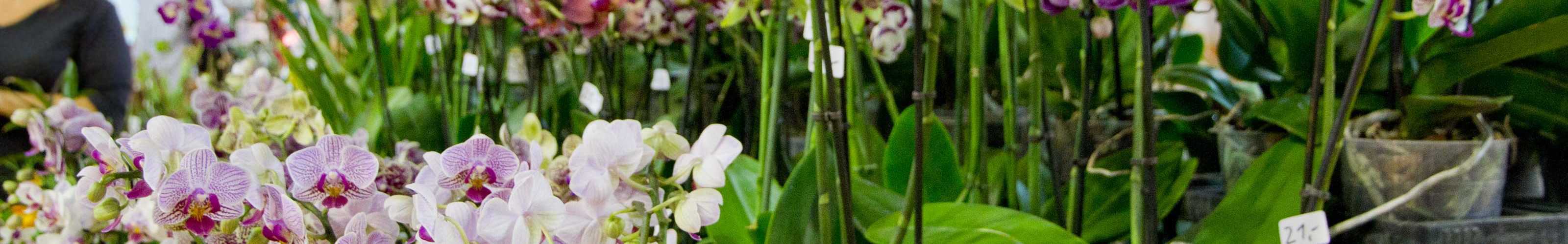 How to Grow an Orchid? – The Housing Forum