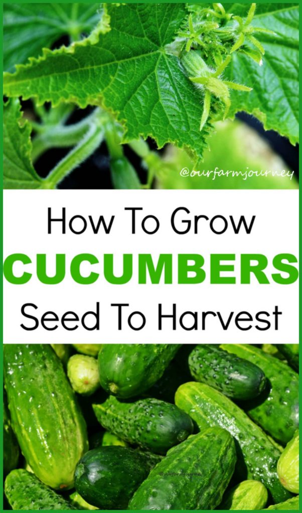 how to prepare cucumber seeds for planting