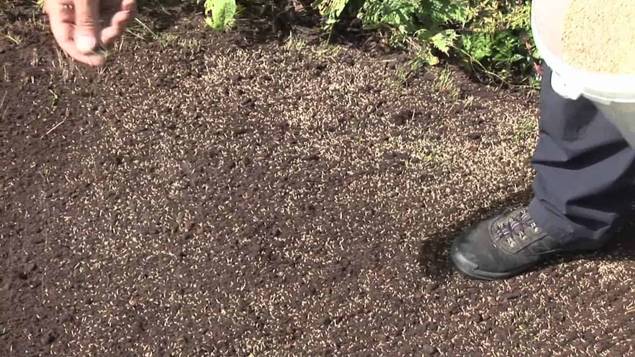 How To Help Grass Seed Grow Faster