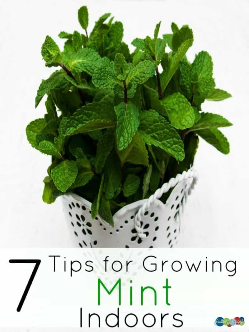 How to Grow Mint Indoors? The Housing Forum
