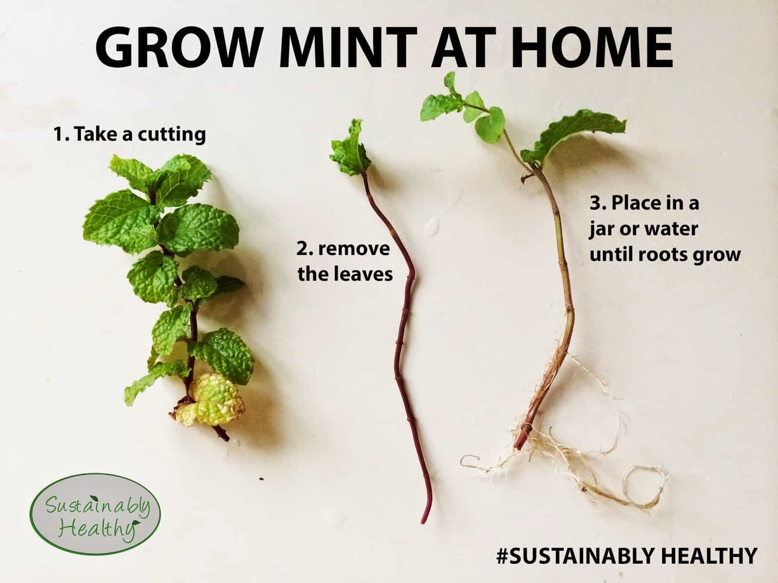 How to Grow Mint Plants? The Housing Forum