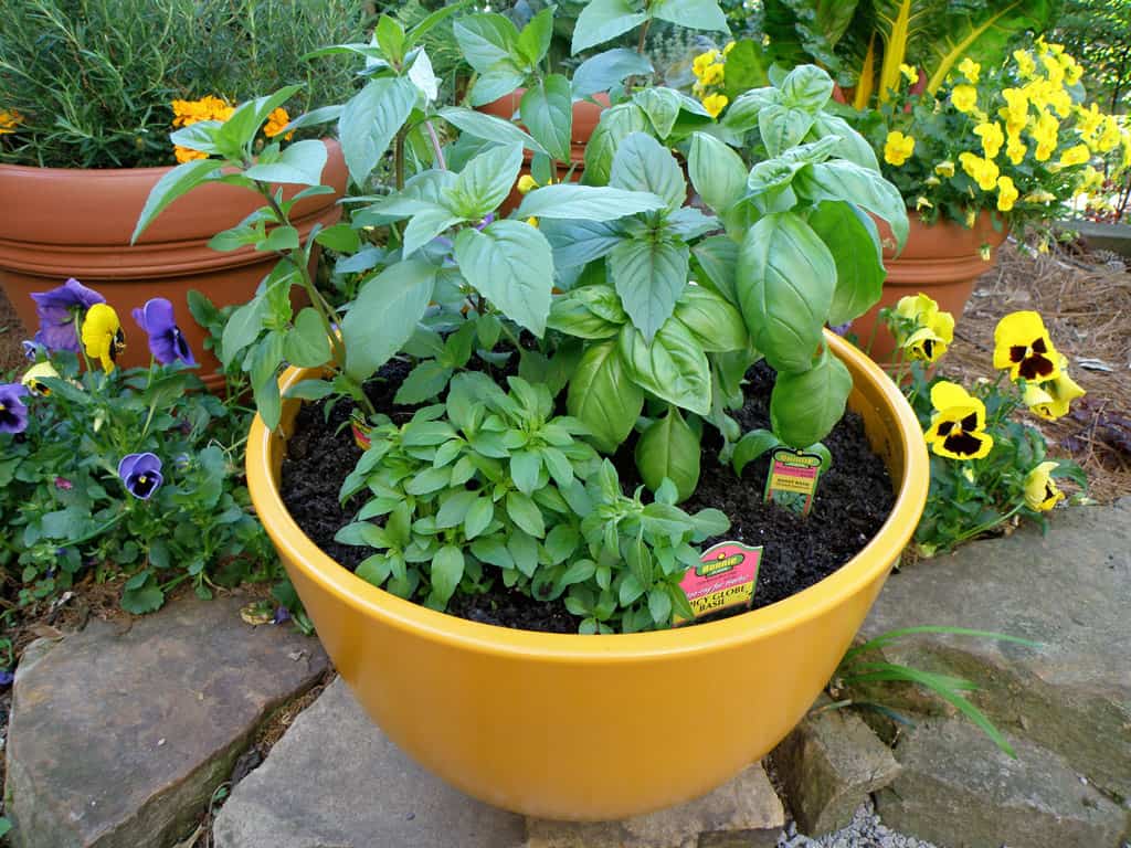 how-to-grow-sweet-basil-the-housing-forum