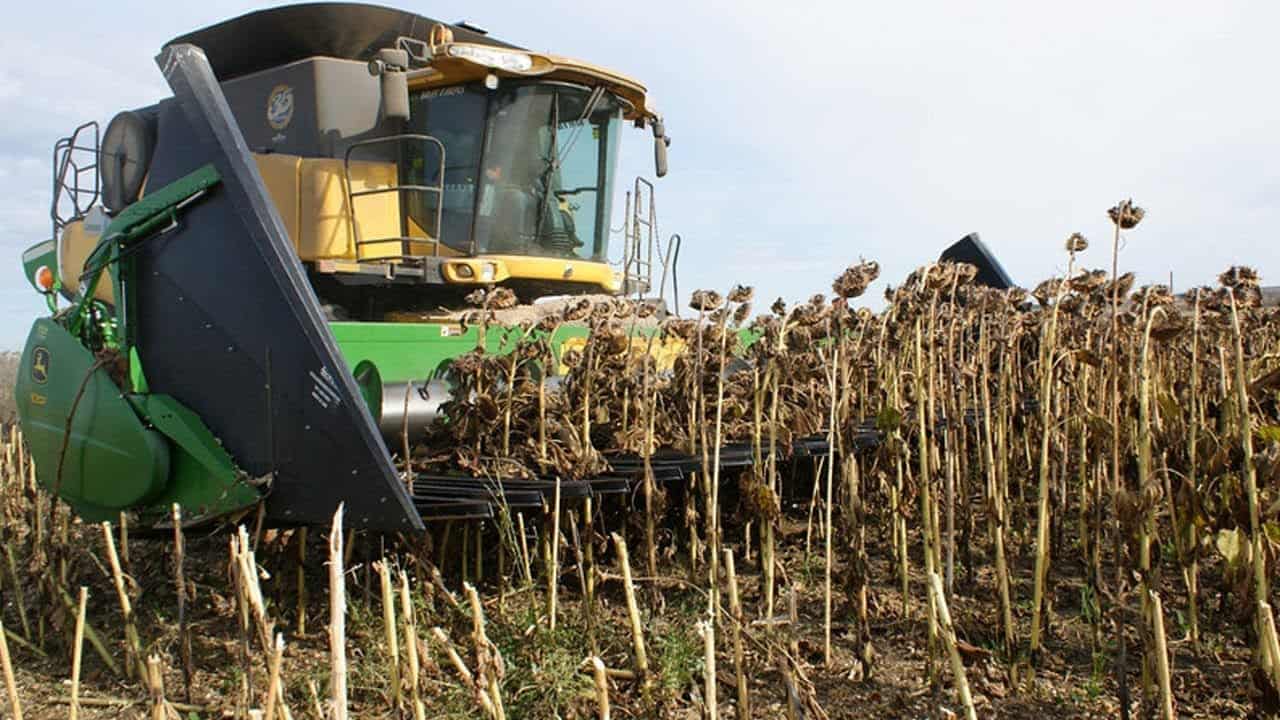 how-to-harvest-sunflowers-the-housing-forum