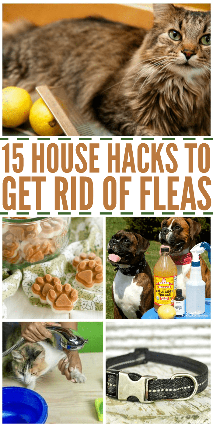 How to Kill Fleas in the Yard? - The Housing Forum