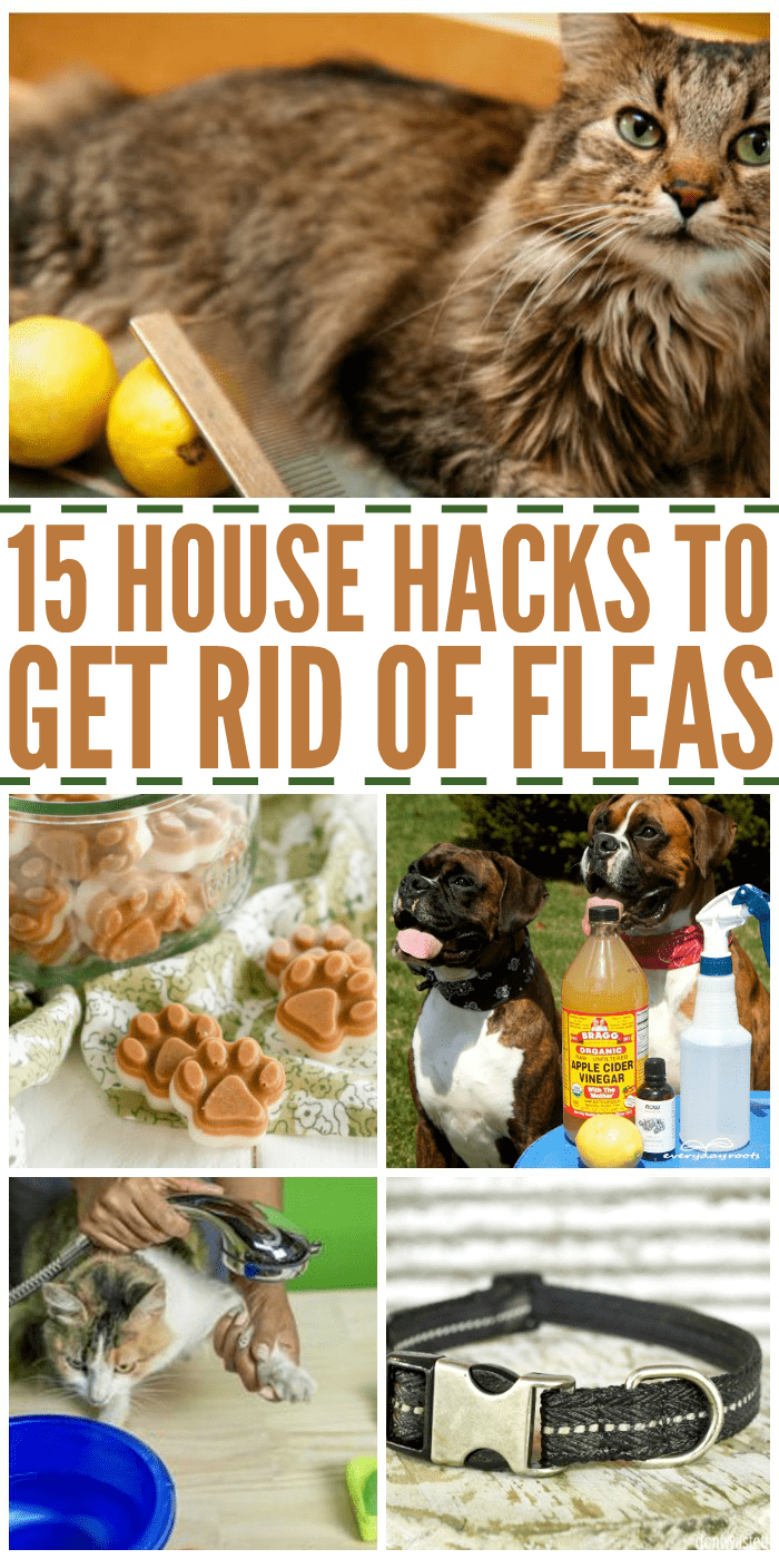 How To Kill Fleas In The Yard The Housing Forum