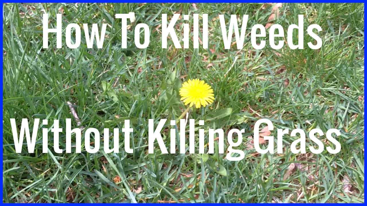 How to Kill Weeds Without Killing Grass? – The Housing Forum - How To Get Rid Of Weeds Without Killing Grass Naturally