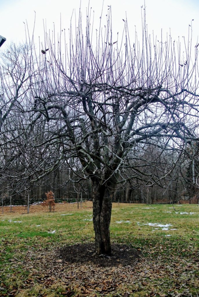 How to Prune a Pear Tree? – The Housing Forum
