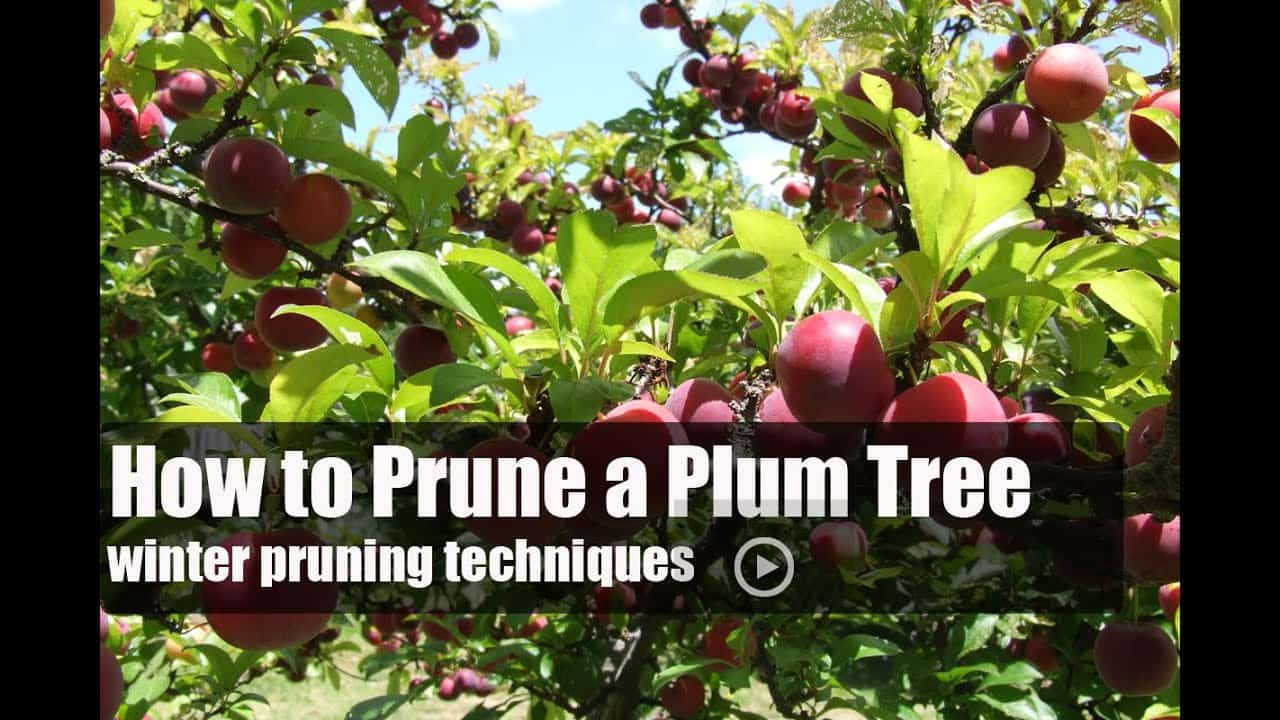 pruning plum trees download