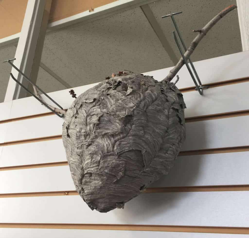 How To Remove A Wasp Nest The Housing Forum