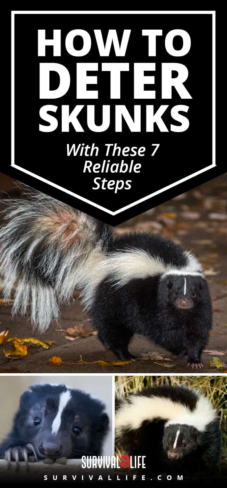 How To Repel Skunks The Housing Forum   How To Repel Skunks 