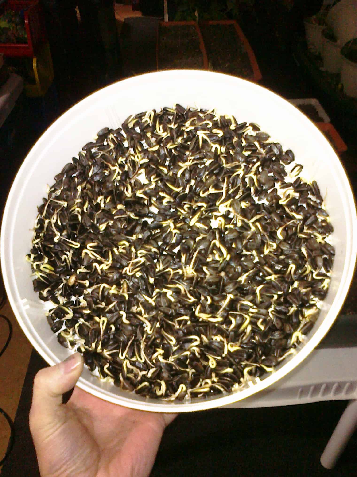 How To Sprout Sunflower Seeds The Housing Forum