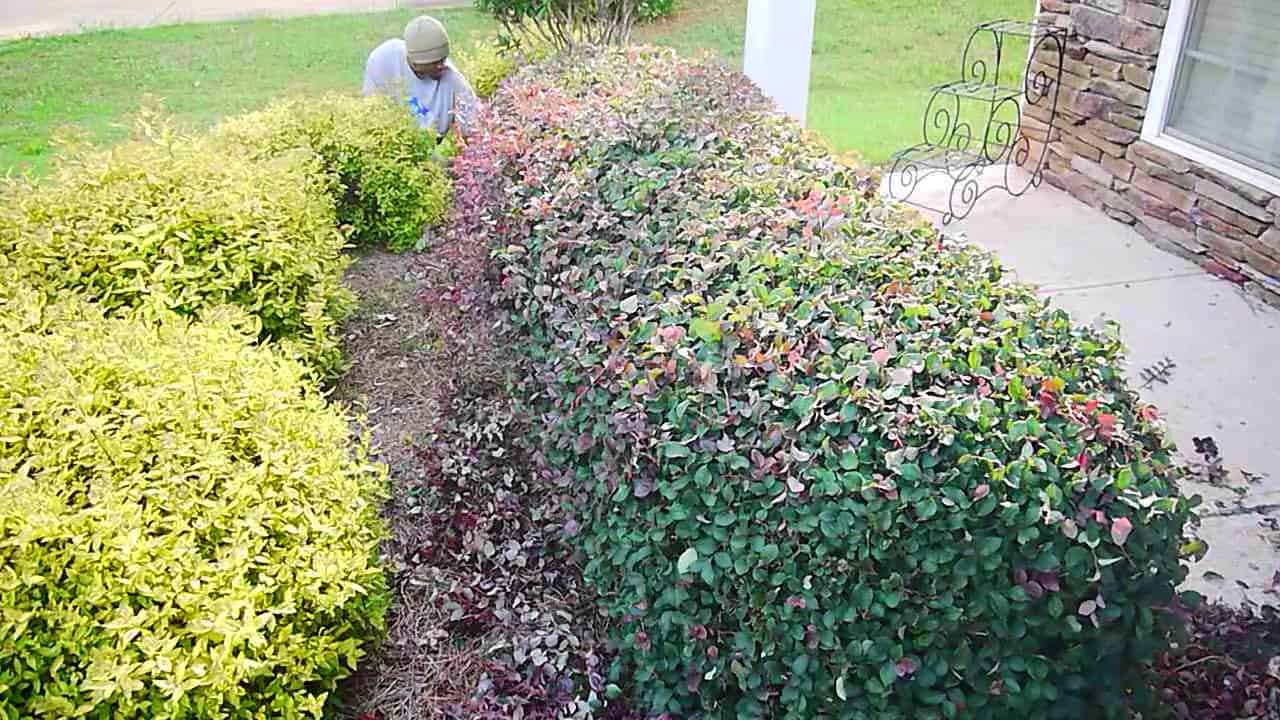 how-to-trim-shrubs-the-housing-forum