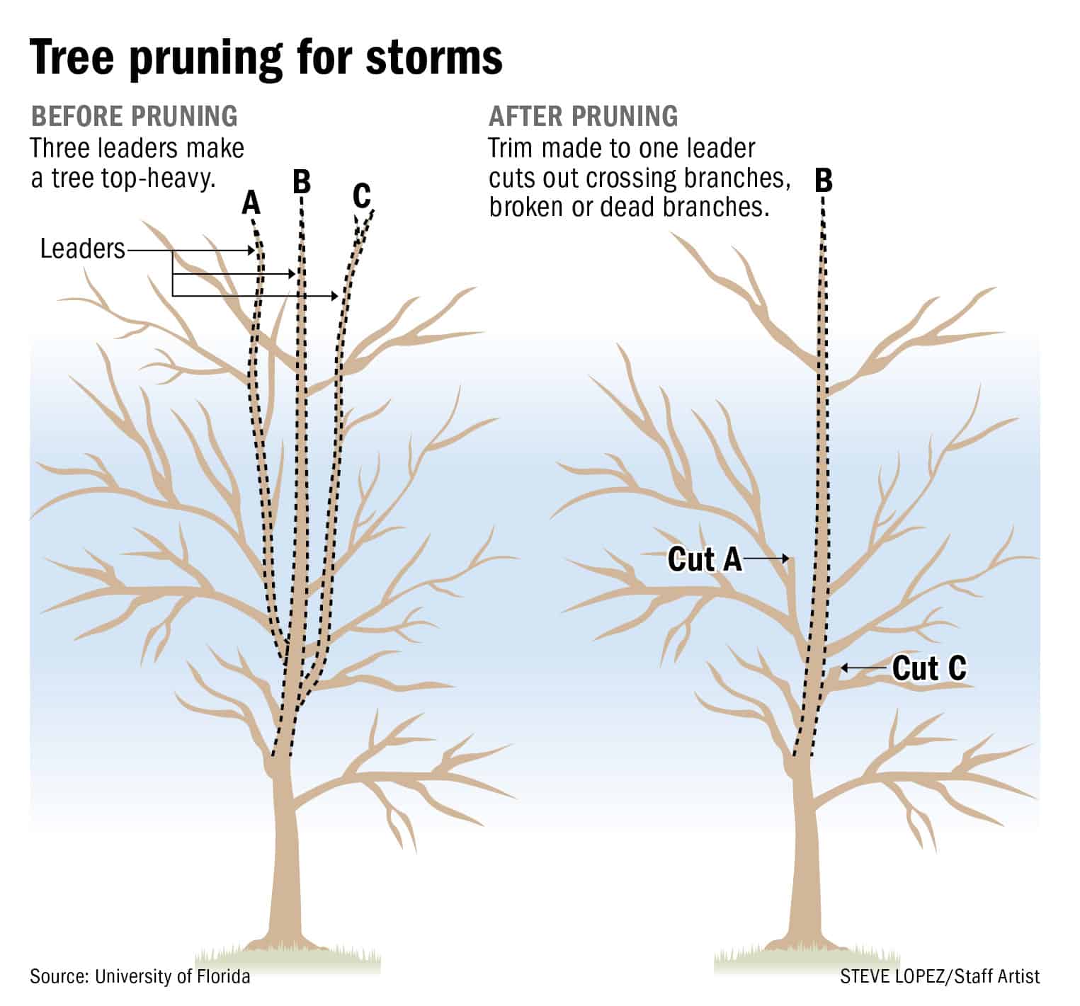 how-to-successfully-grow-fir-trees-a-field-guide-to-planting-care