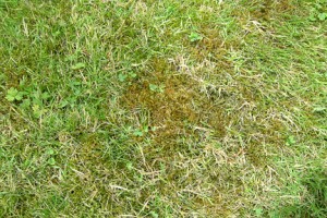 Moss on the Lawn